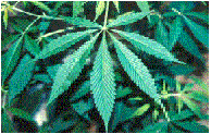 大麻草の写真