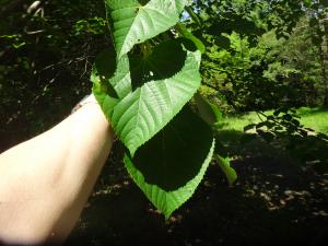 オオバボダイジュの葉