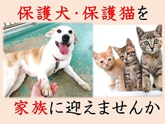 動物愛護財団【犬猫の譲渡】の画像