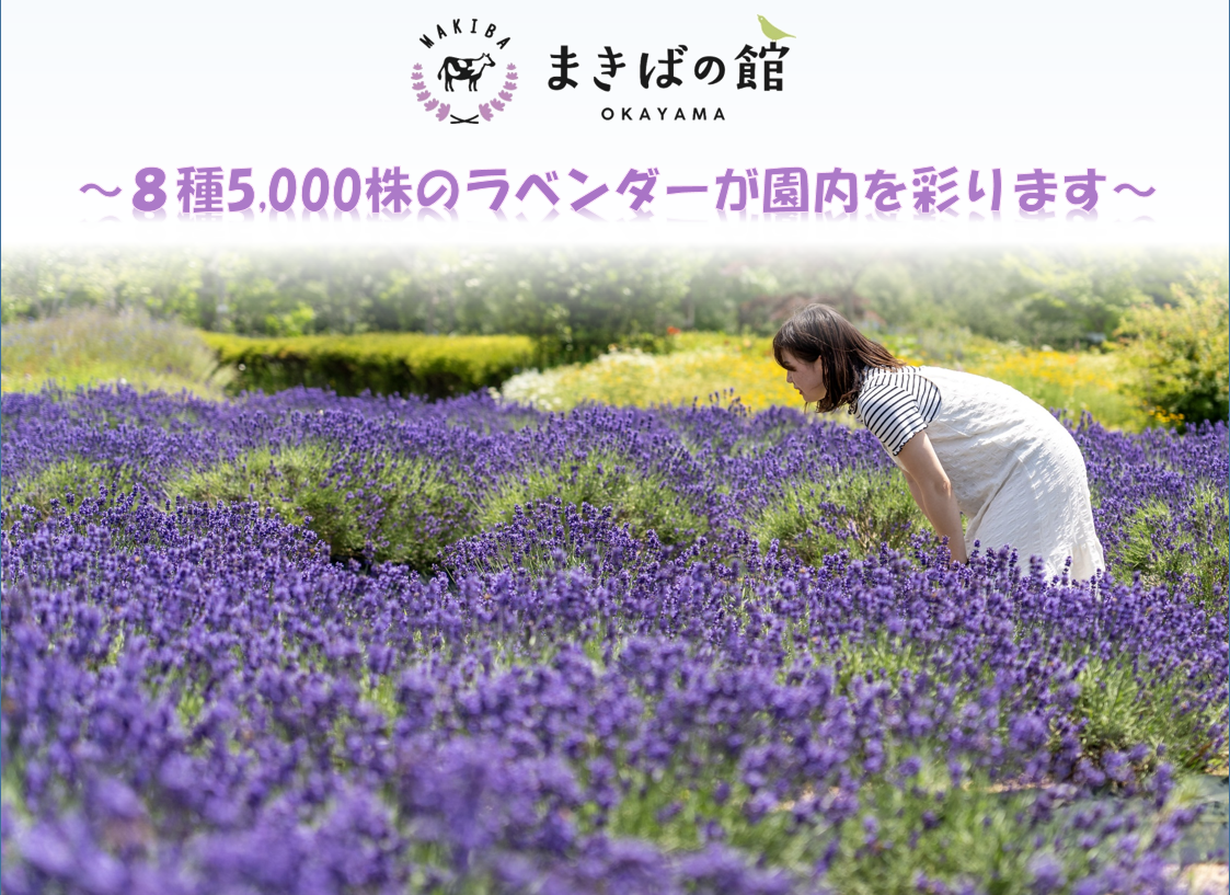 まきばの館ラベンダー開花情報についての画像