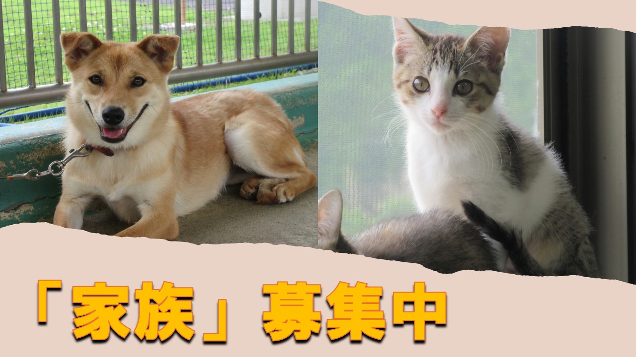 犬猫の家族　大募集！の画像