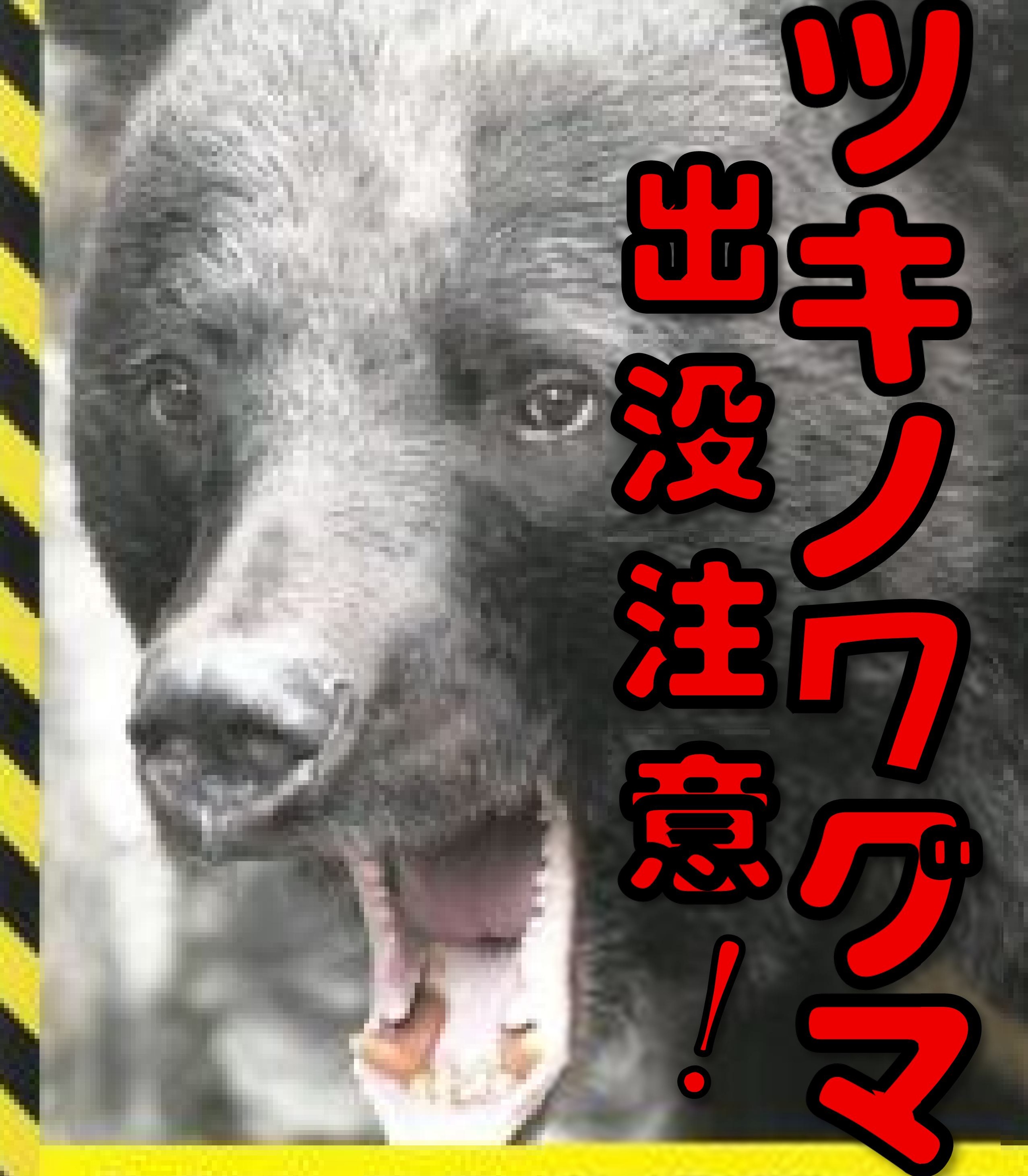 ツキノワグマ出没注意！の画像