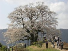 醍醐桜