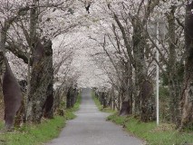 茅部神社の桜並木