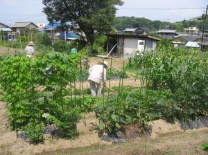 順調に野菜は生育しています