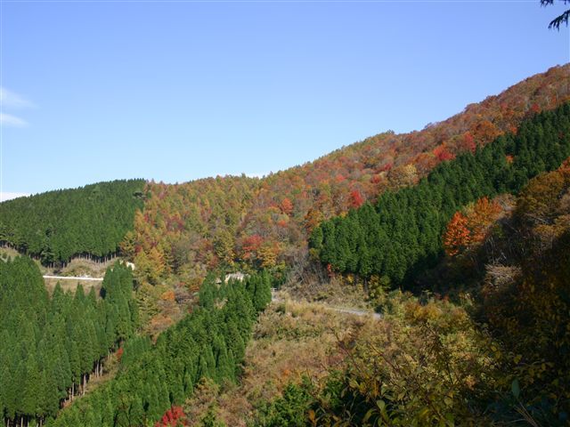 森林管理道ダルガ峰線の遠景写真です