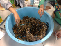 生物の観察