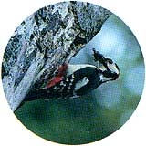 アカゲラ