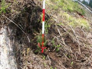 植栽されたヒノキ苗木