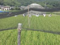 水稲原種圃の圃場審査