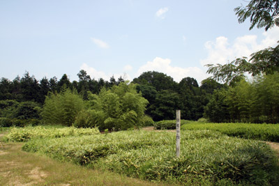 竹展示園