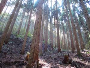 真庭市内県行造林