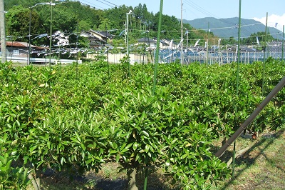 津山地域の花木 しきみ 岡山県ホームページ 美作広域農業普及指導センター