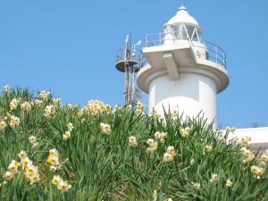 六島の灯台と水仙