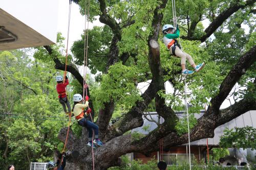 ▲「親子で木登りTree+ing」