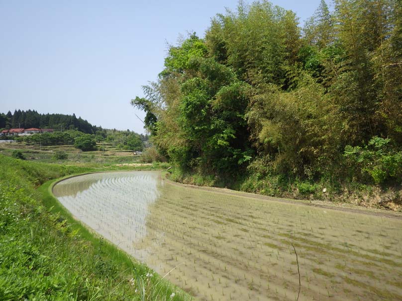 丸山城西側の水田。城を取り巻くように弧を描いています。堀跡でしょうか