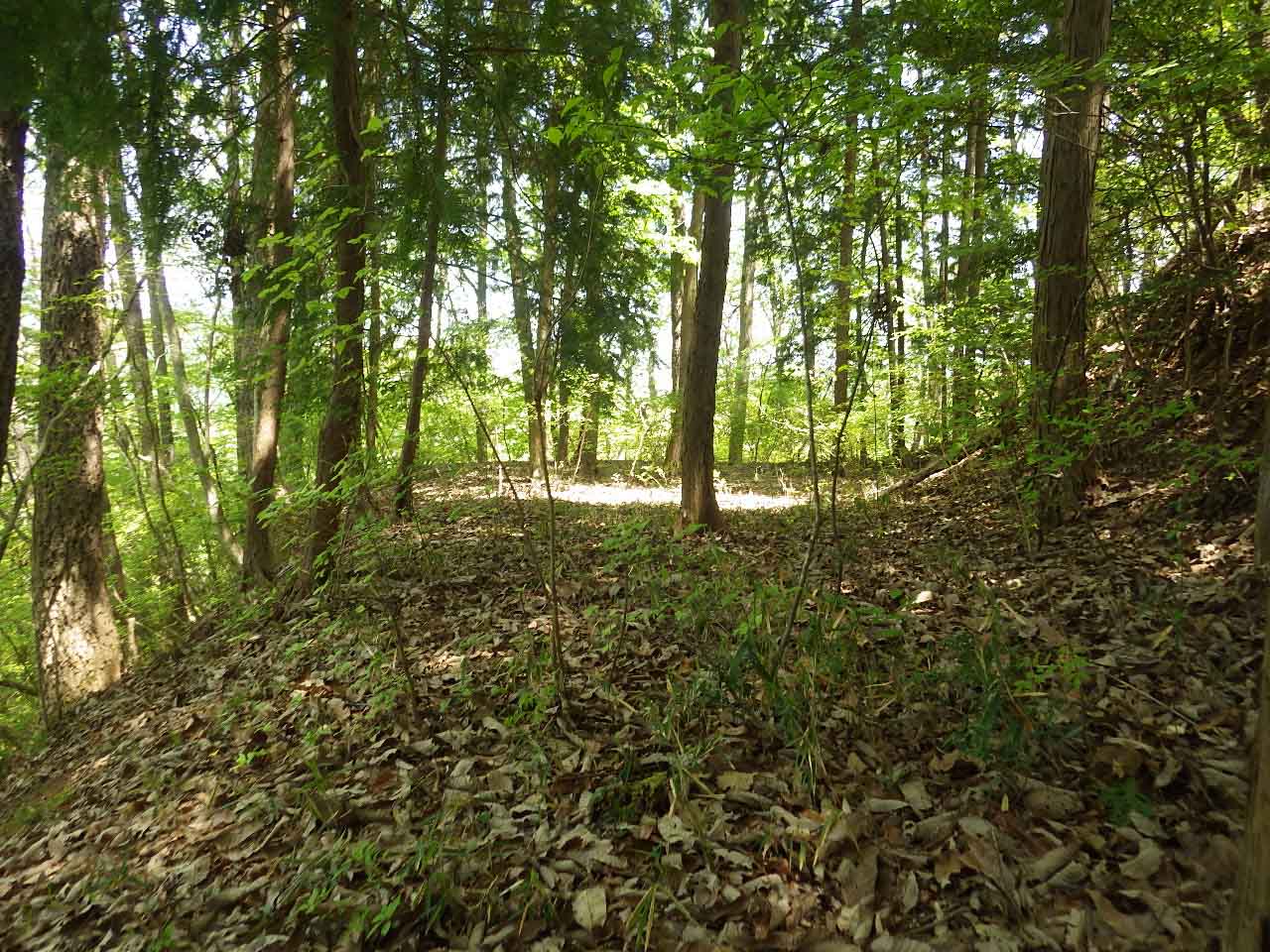 丸山城跡の階段状につくられた曲輪（南西から）