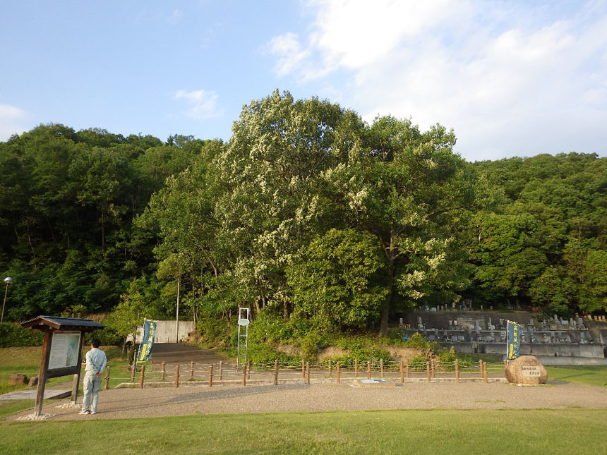 蛙ヶ鼻の築堤跡と整備された高松水攻め史跡公園の写真