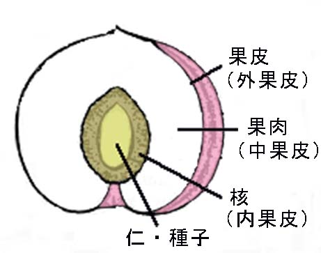 写真１　モモの断面イラスト