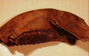 瀬戸内海の海底から引き上げられたナウマン象の下顎骨