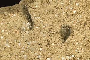 土器の表面に残る籾の痕跡(総社市南溝手遺跡)