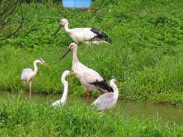 コウノトリ（中央の２羽）とアオサギ、ダイサギ（兵庫県豊岡市にて）