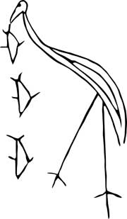 銅鐸絵画の水鳥（『神戸市桜ヶ丘銅鐸・銅戈調査報告書』兵庫県教育委員会　1966年掲載写真から転写）