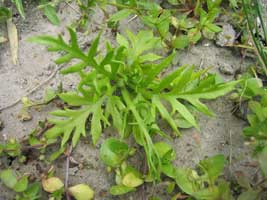 食用になるシダ植物、ミズワラビ