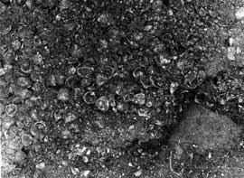 黒島貝塚の貝層　サルボウ・ハイガイなどの海産の貝が見えます。（岡山大学考古学研究室提供）
