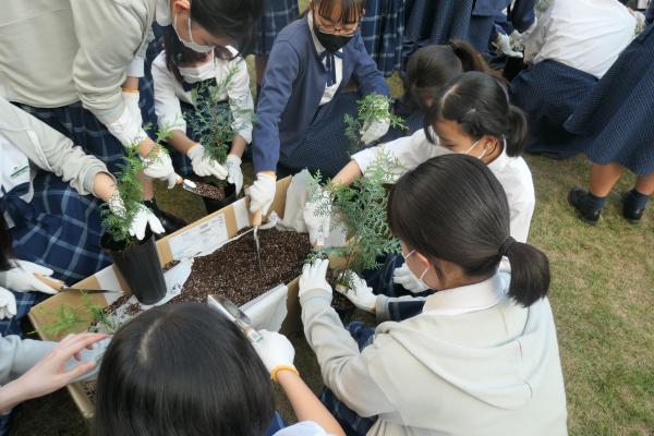 苗木（ヒノキ（少花粉）及びコナラ）育成体験