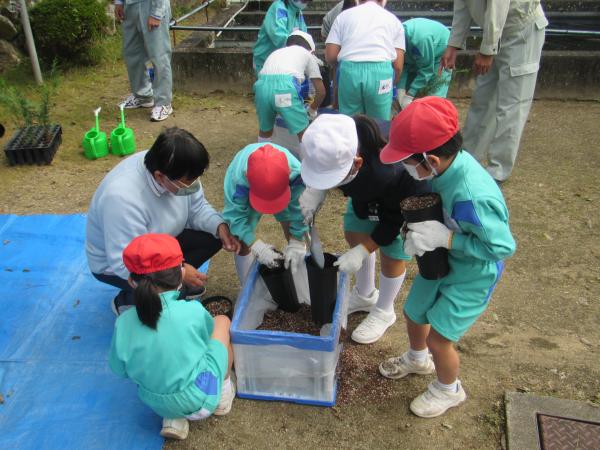 苗木（ヒノキ（少花粉）及びコナラ）育成体験