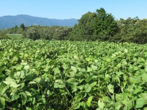 黒大豆ほ場