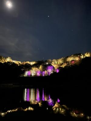 嵐山公園　ライトアップ