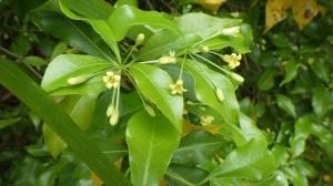 コヤスノキの花