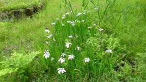 湿性植物園の花（１）