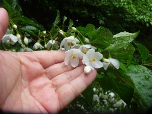 エゴノキの花