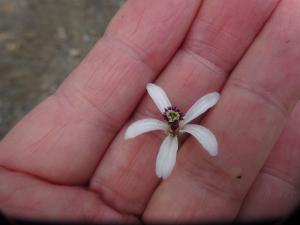 センダンの花（拡大）