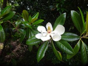 タイサンボクの花