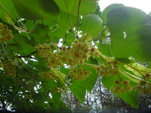 オオバボダイジュの花