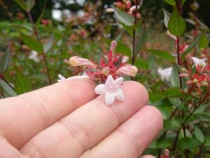 アベリアの花