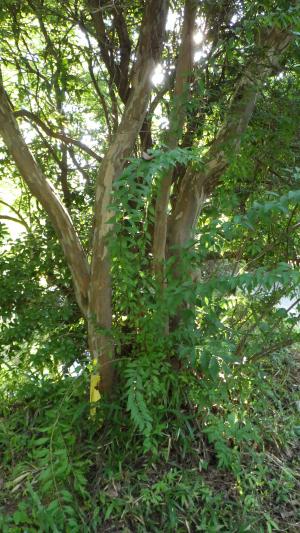 サルスベリの樹幹