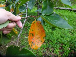 写真－３　紅葉したカキノキの葉