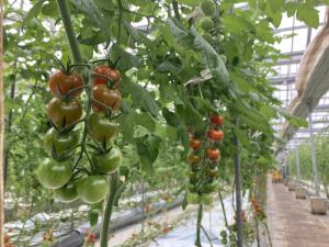 水気耕栽培を行う岡水園のミニトマト