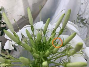 バンカー植物のクレオメと天敵タバコカスミカメ 