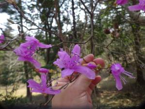 ｺﾊﾞﾉﾐﾂﾊﾞﾂﾂｼﾞ花