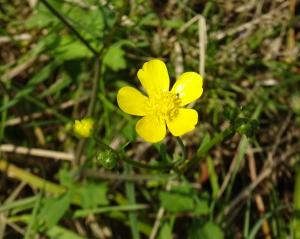 ウマノアシガタ花