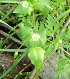 ハコベの花