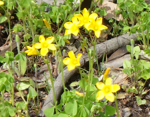 カタバミの花