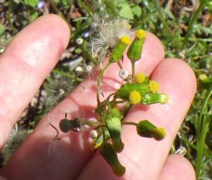 ノボロギクの冠毛と花