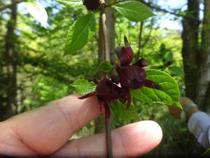アメリカロウバイの花